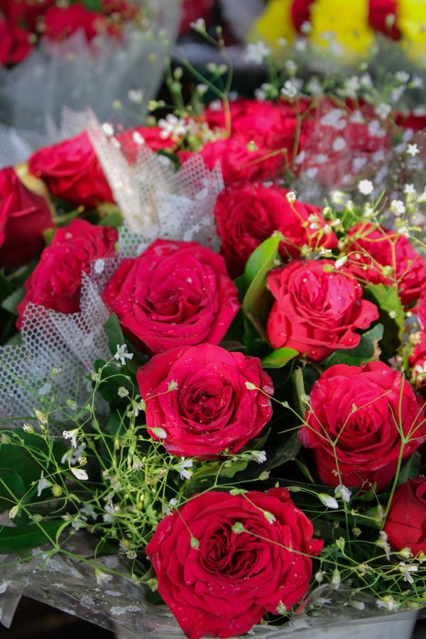 Roses